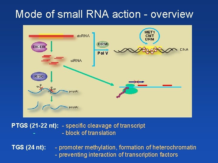 Mode of small RNA action - overview Pol V PTGS (21 -22 nt): -