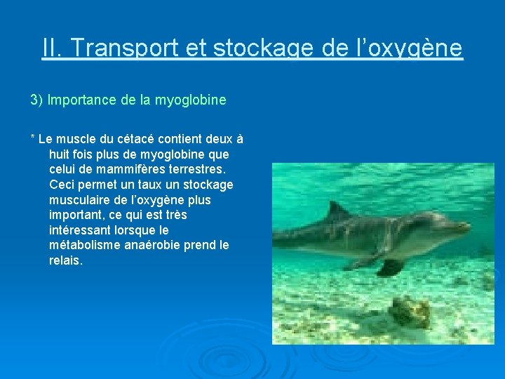 II. Transport et stockage de l’oxygène 3) Importance de la myoglobine * Le muscle