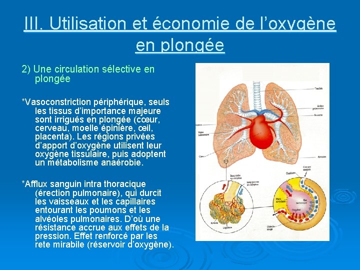III. Utilisation et économie de l’oxygène en plongée 2) Une circulation sélective en plongée III. Utilisation et économie de l’oxygène en plongée 2) Une circulation sélective en plongée
