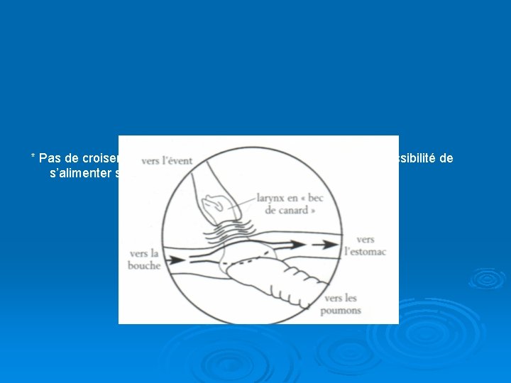 * Pas de croisement entre voies aériennes et digestives, d’où possibilité de s’alimenter sous