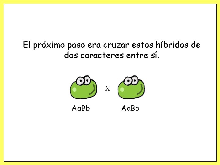 El próximo paso era cruzar estos híbridos de dos caracteres entre sí. X Aa.