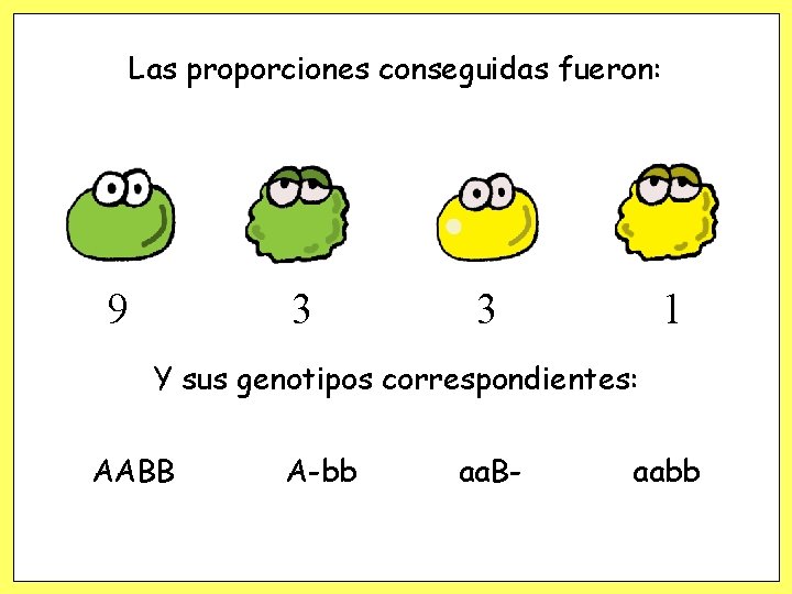 Las proporciones conseguidas fueron: 9 3 3 1 Y sus genotipos correspondientes: AABB A-bb