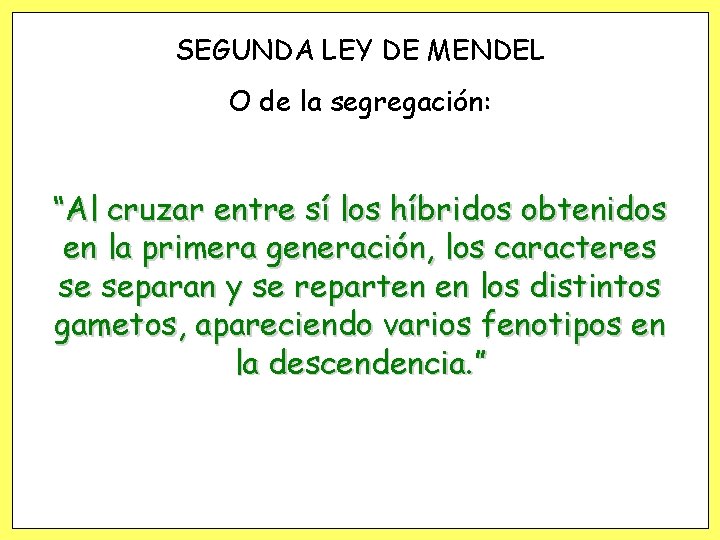 SEGUNDA LEY DE MENDEL O de la segregación: “Al cruzar entre sí los híbridos