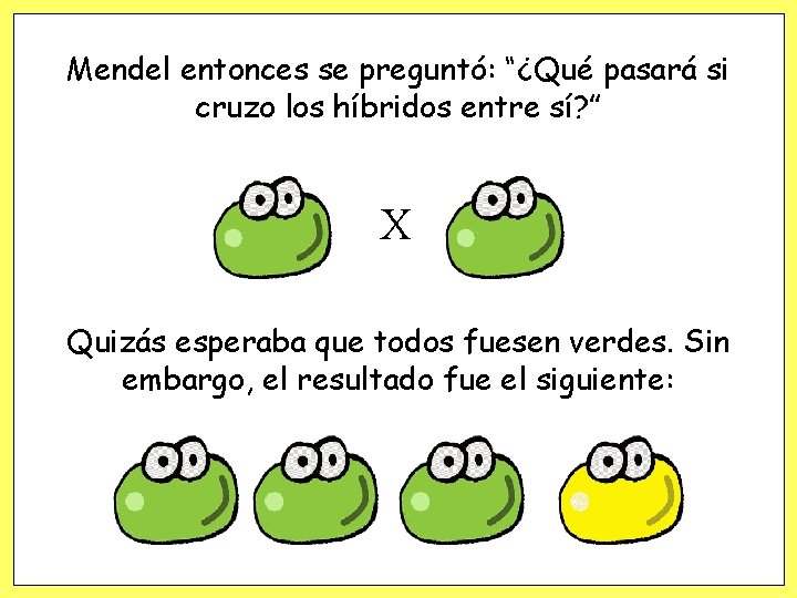 Mendel entonces se preguntó: “¿Qué pasará si cruzo los híbridos entre sí? ” X
