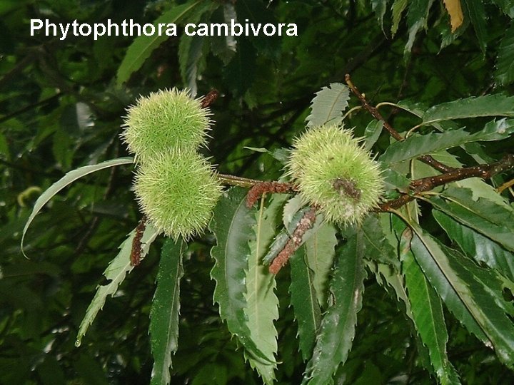 Phytophthora cambivora 