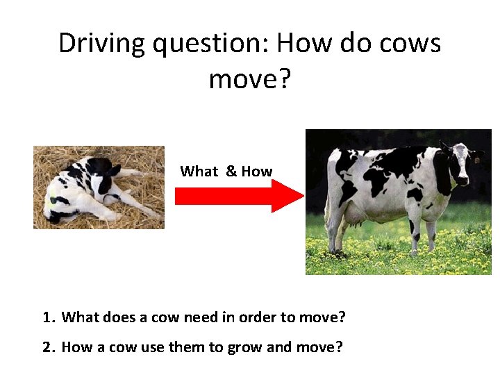Driving question: How do cows move? What & How 1. What does a cow