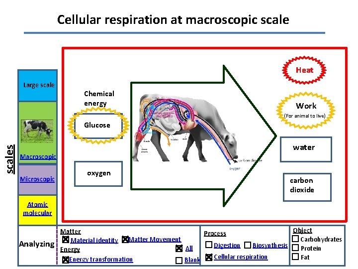 Cellular respiration at macroscopic scale Heat Large scale Chemical energy Work (For animal to