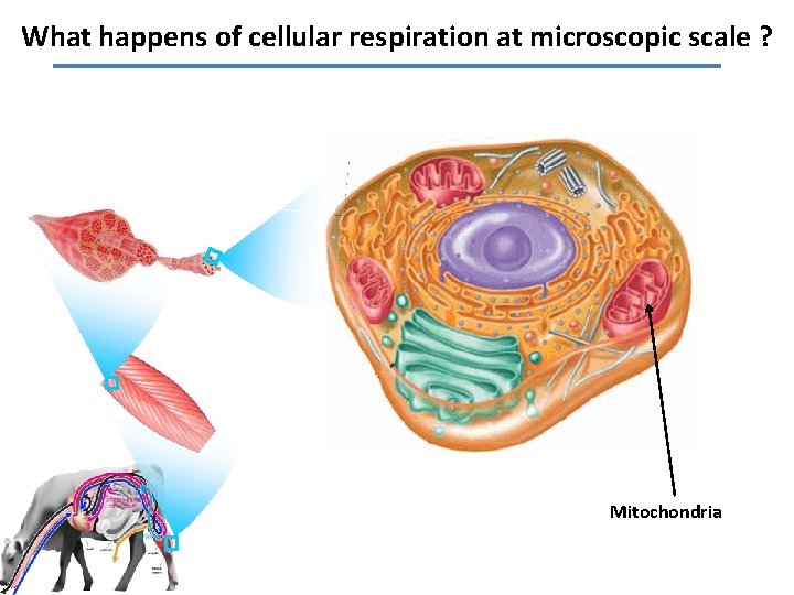 What happens of cellular respiration at microscopic scale ? Mitochondria 