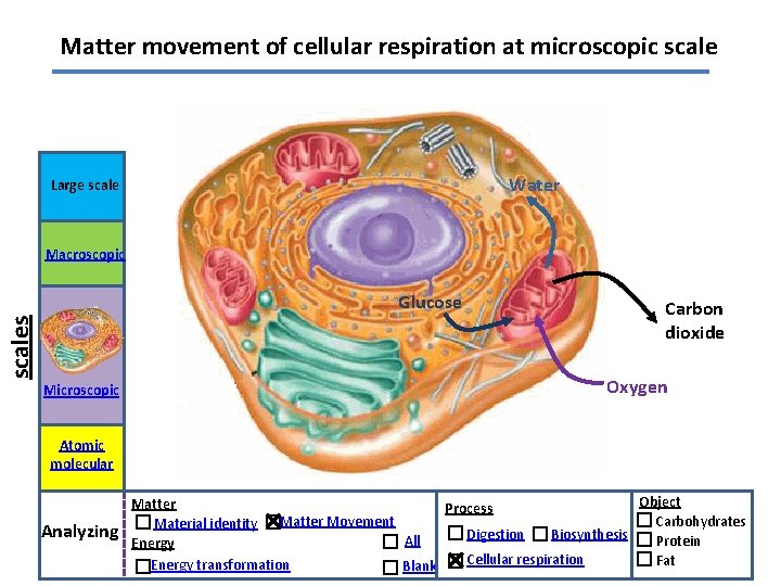 Matter movement of cellular respiration at microscopic scale Water Large scale Macroscopic scales Glucose