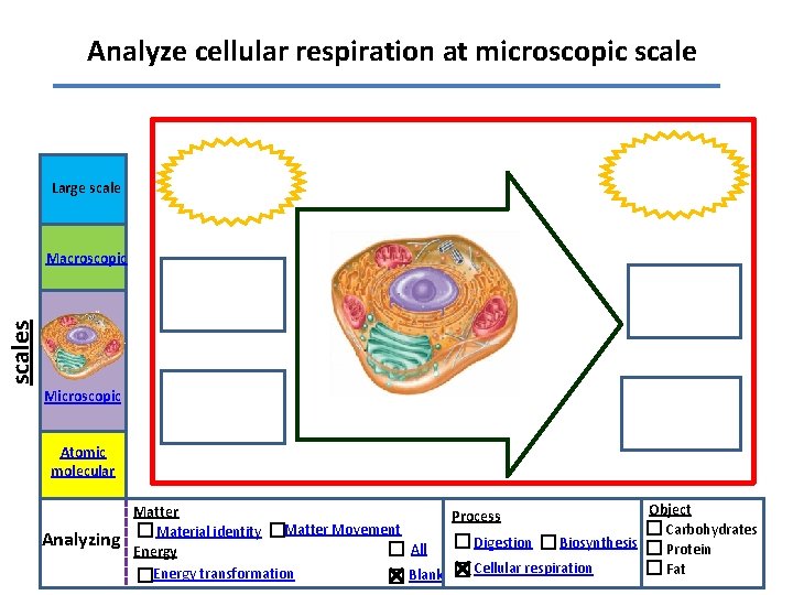 Analyze cellular respiration at microscopic scale Large scales Macroscopic Microscopic Atomic molecular Analyzing Object