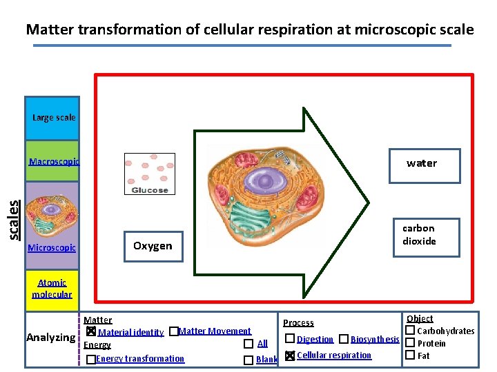Matter transformation of cellular respiration at microscopic scale Large scale water scales Macroscopic Microscopic