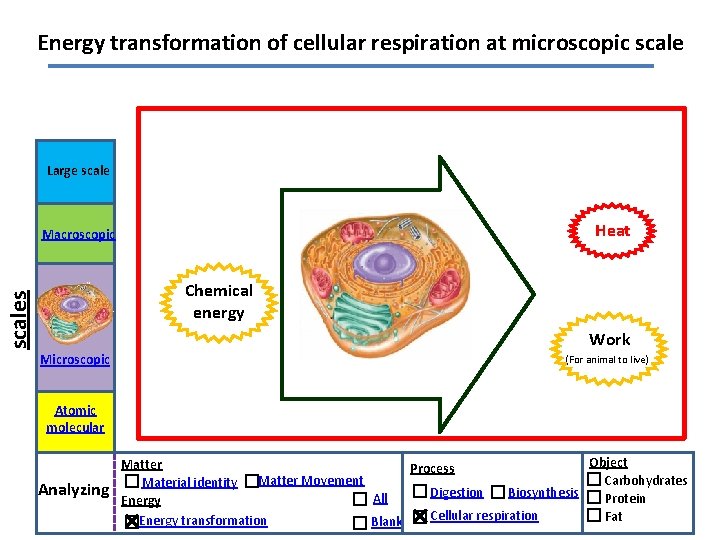 Energy transformation of cellular respiration at microscopic scale Large scale Heat Macroscopic scales Chemical