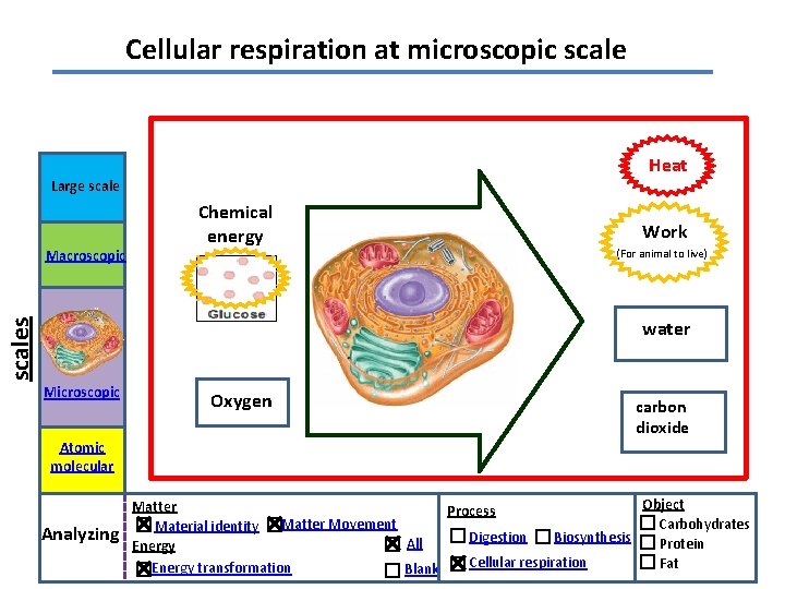 Cellular respiration at microscopic scale Heat Large scales Macroscopic Chemical energy Work (For animal