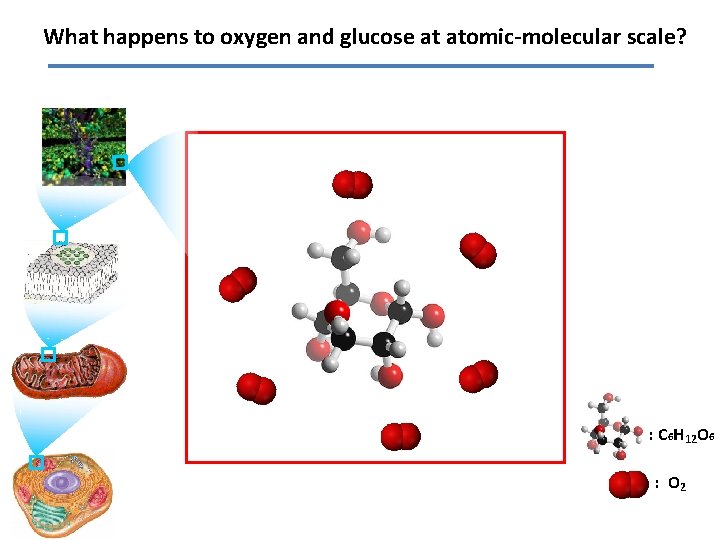 What happens to oxygen and glucose at atomic-molecular scale? : C 6 H 12