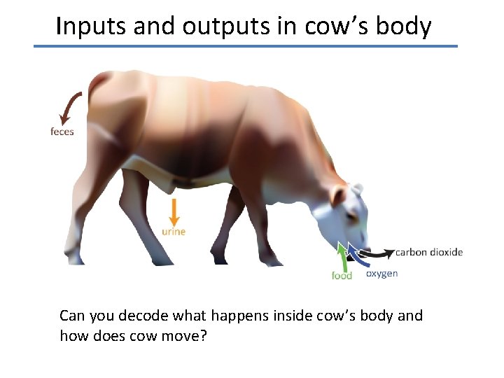 Inputs and outputs in cow’s body Can you decode what happens inside cow’s body
