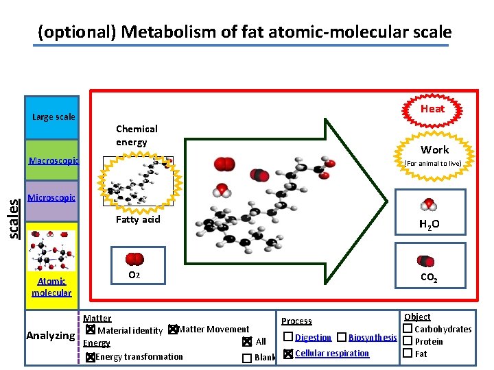 (optional) Metabolism of fat atomic-molecular scale Large scale Heat Chemical energy scales Macroscopic Work