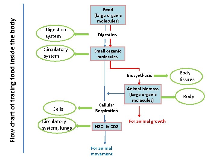 Flow chart of tracing food inside the body Food (large organic molecules) Digestion system