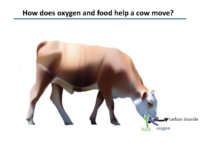 How does oxygen and food help a cow move? 