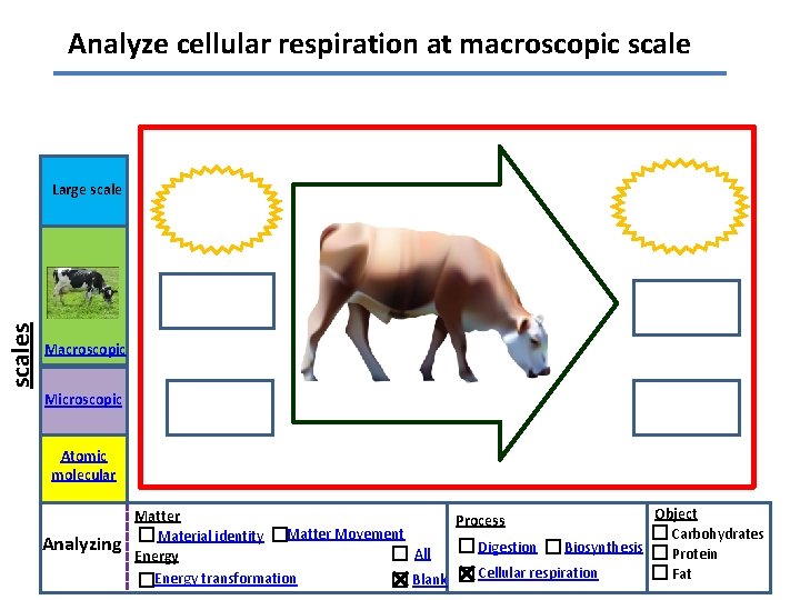 Analyze cellular respiration at macroscopic scales Large scale Macroscopic Microscopic Atomic molecular Analyzing Object