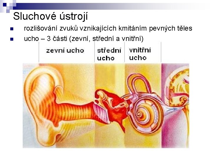 Sluchové ústrojí n n rozlišování zvuků vznikajících kmitáním pevných těles ucho – 3 části