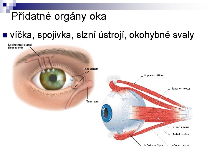 Přídatné orgány oka n víčka, spojivka, slzní ústrojí, okohybné svaly 