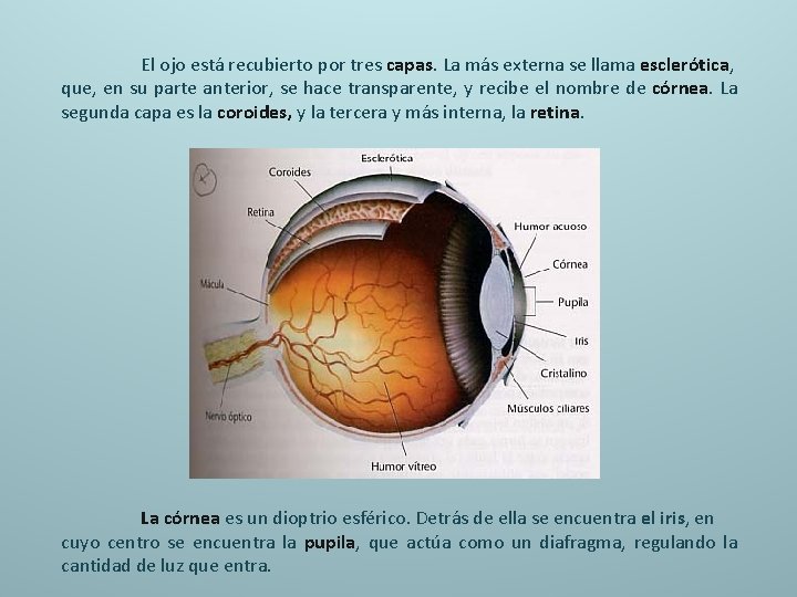 El ojo está recubierto por tres capas. La más externa se llama esclerótica, que,