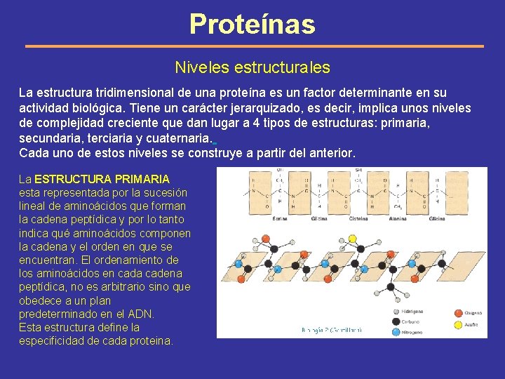 Proteínas Niveles estructurales La estructura tridimensional de una proteína es un factor determinante en