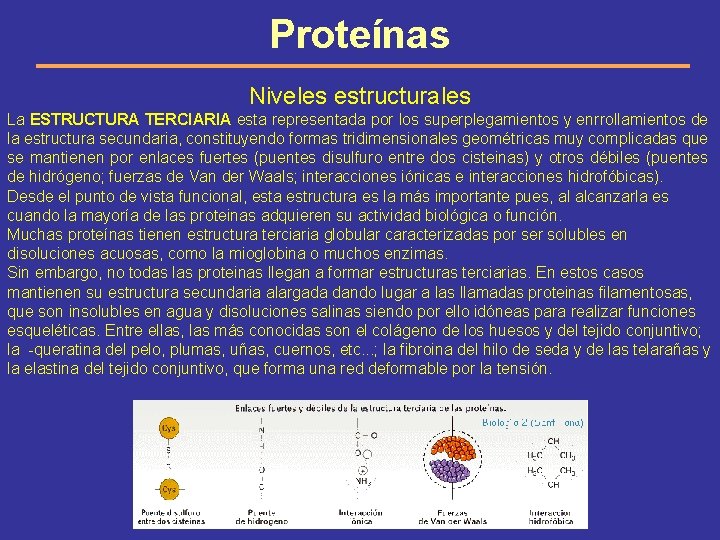 Proteínas Niveles estructurales La ESTRUCTURA TERCIARIA esta representada por los superplegamientos y enrrollamientos de