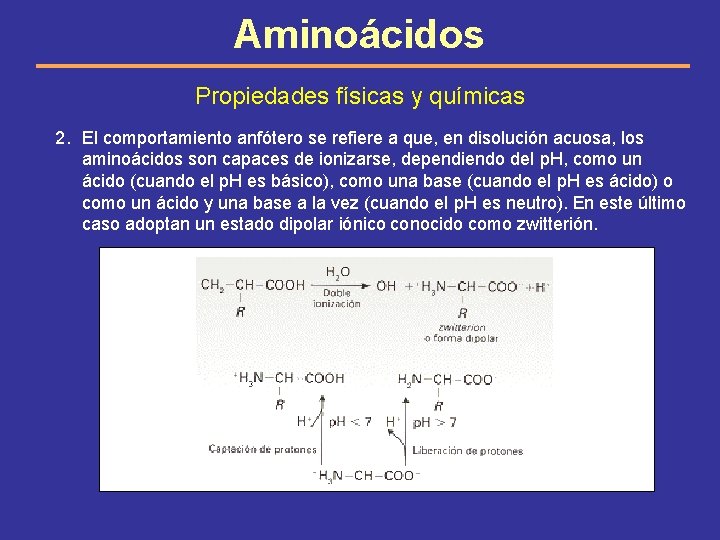 Aminoácidos Propiedades físicas y químicas 2. El comportamiento anfótero se refiere a que, en