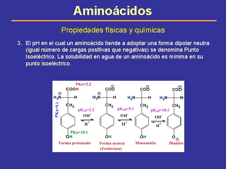 Aminoácidos Propiedades físicas y químicas 3. El p. H en el cual un aminoácido