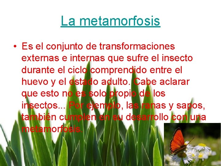 La metamorfosis • Es el conjunto de transformaciones externas e internas que sufre el