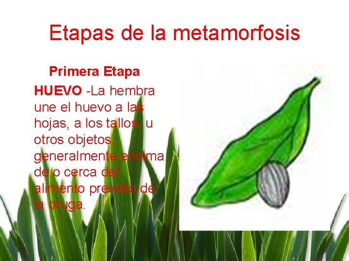 Etapas de la metamorfosis Primera Etapa HUEVO -La hembra une el huevo a las