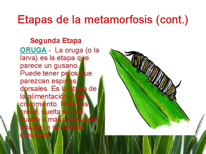 Etapas de la metamorfosis (cont. ) Segunda Etapa ORUGA - La oruga (o la