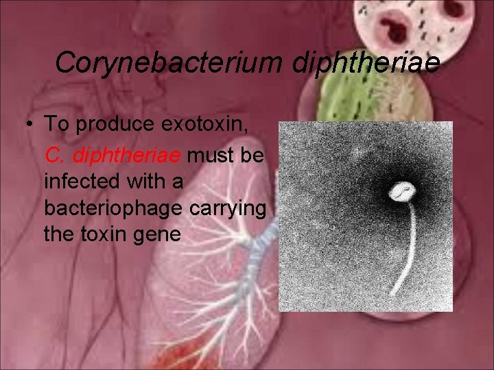 Corynebacterium diphtheriae • To produce exotoxin, C. diphtheriae must be infected with a bacteriophage