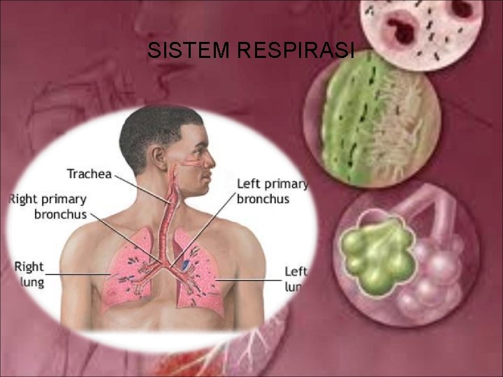 SISTEM RESPIRASI 