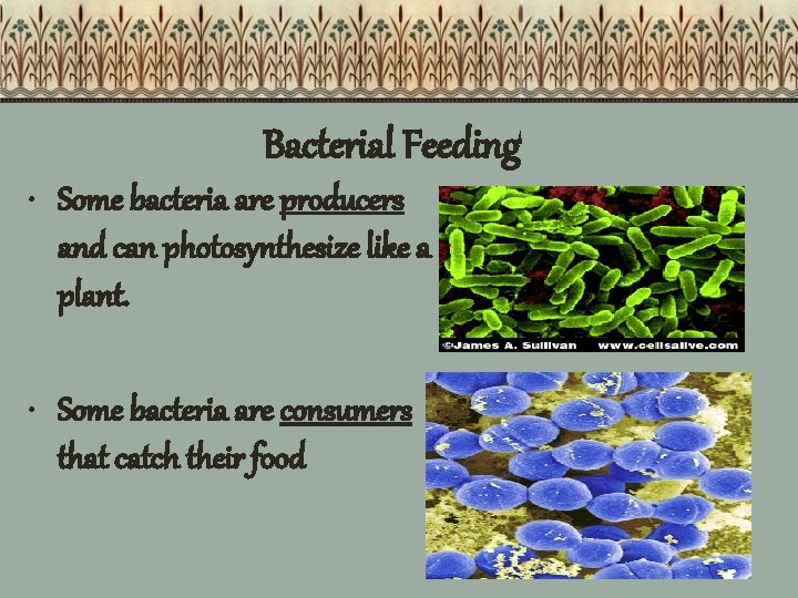 Bacterial Feeding • Some bacteria are producers and can photosynthesize like a plant. •