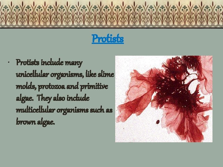 Protists • Protists include many unicellular organisms, like slime molds, protozoa and primitive algae.
