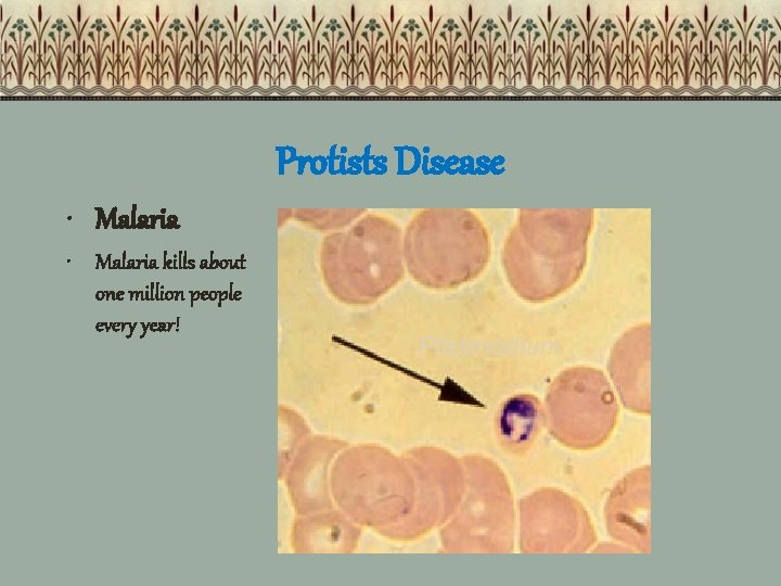 Protists Disease • Malaria kills about one million people every year! Plasmodium 