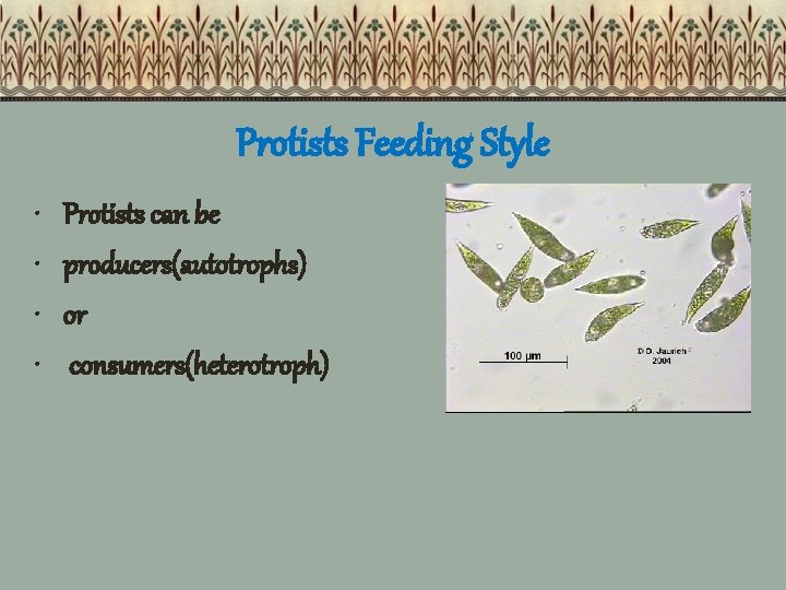 Protists Feeding Style • • Protists can be producers(autotrophs) or consumers(heterotroph) 