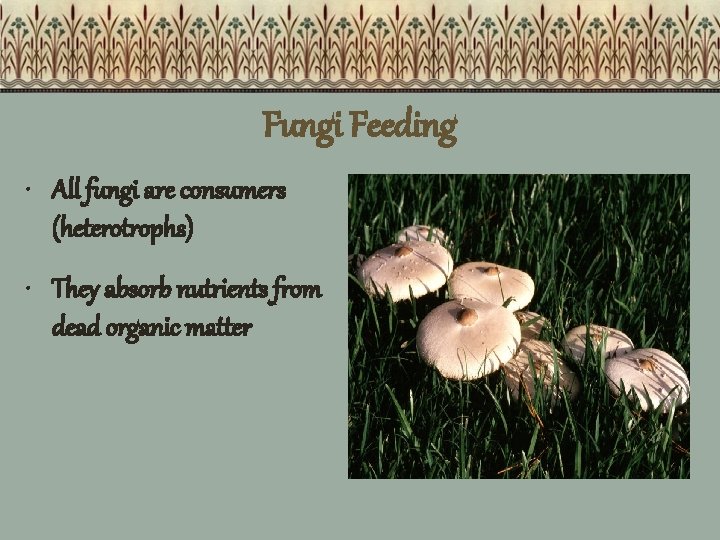 Fungi Feeding • All fungi are consumers (heterotrophs) • They absorb nutrients from dead