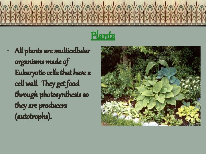 Plants • All plants are multicellular organisms made of Eukaryotic cells that have a