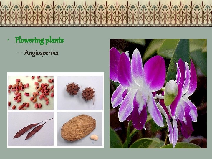  • Flowering plants – Angiosperms 