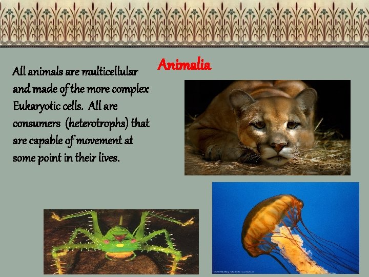 All animals are multicellular and made of the more complex Eukaryotic cells. All are