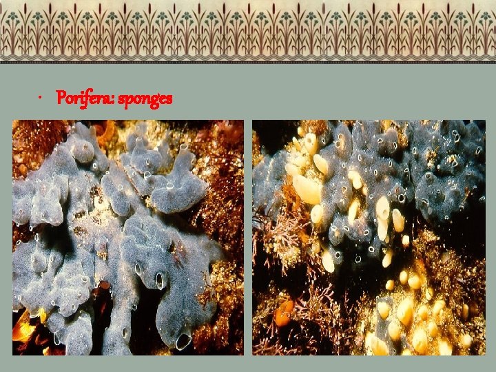  • Porifera: sponges 