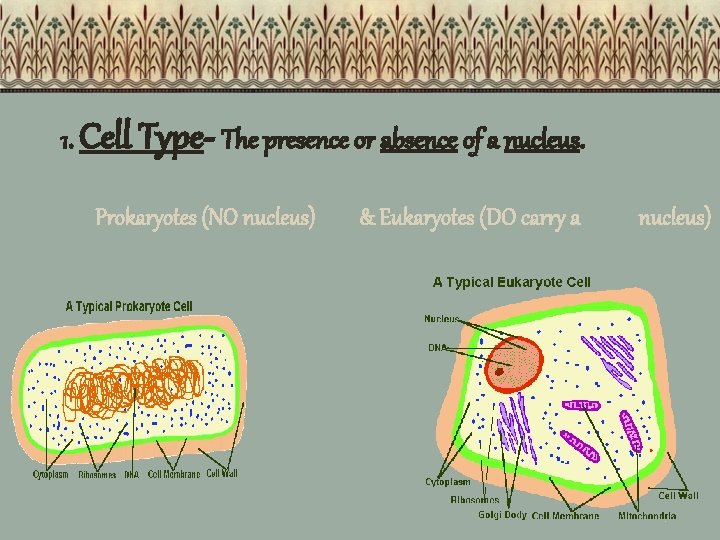 1. Cell Type- The presence or absence of a nucleus. Prokaryotes (NO nucleus) &
