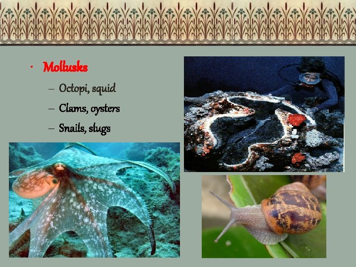  • Mollusks – Octopi, squid – Clams, oysters – Snails, slugs 