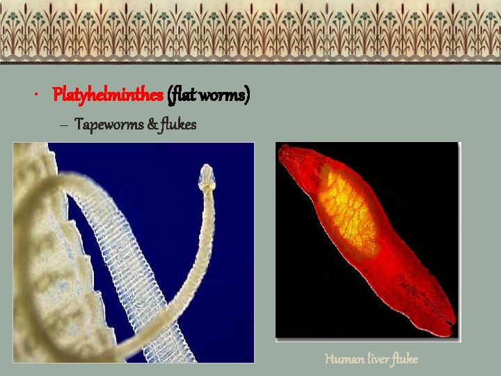  • Platyhelminthes (flat worms) – Tapeworms & flukes Human liver fluke 