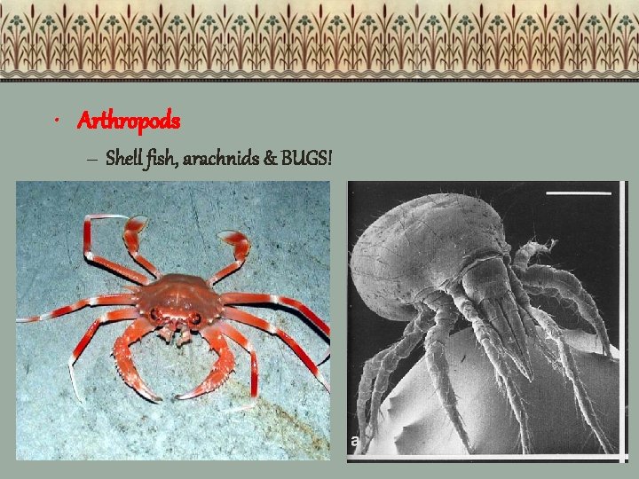  • Arthropods – Shell fish, arachnids & BUGS! 