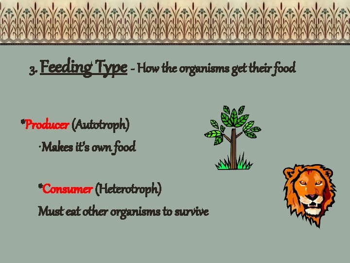 3. Feeding Type - How the organisms get their food *Producer (Autotroph) • Makes