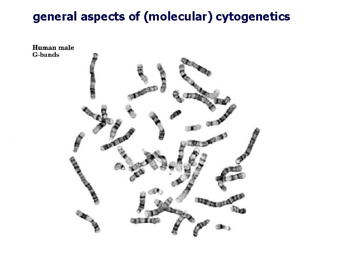 general aspects of (molecular) cytogenetics general aspects of (molecular) cytogenetics